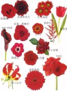 最流行的婚禮花材有哪些？