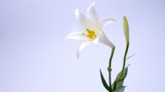 婚禮上常用的花及花語你知道嗎？