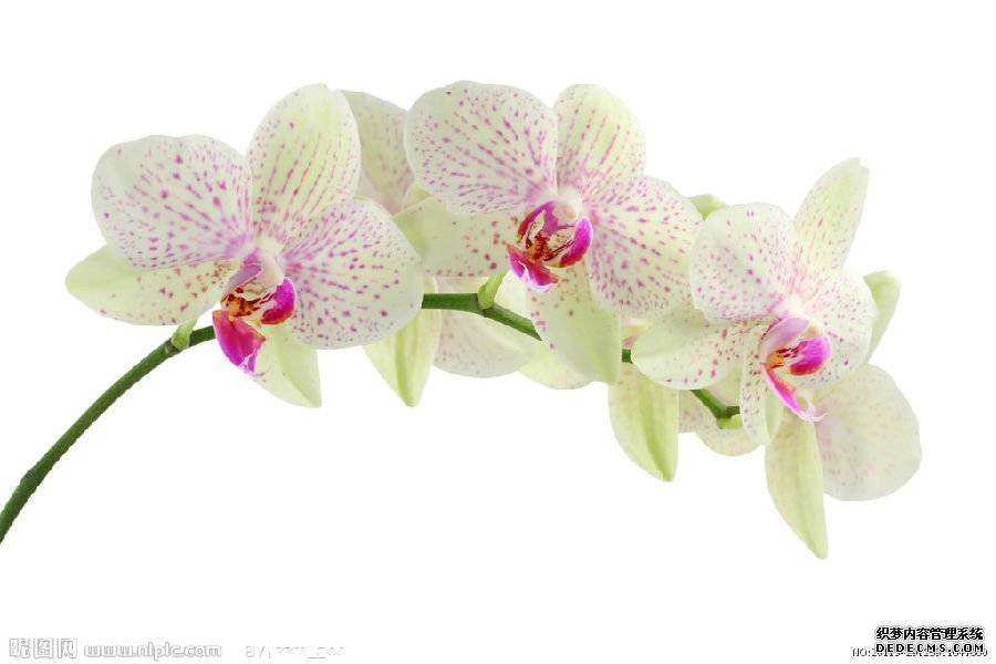 蘭花.jpg