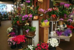 裝扮鮮花店 幫您支招