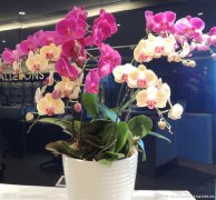 結(jié)婚鮮花 結(jié)婚鮮花推薦