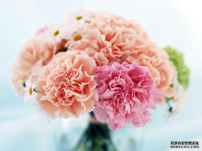 康乃馨的花語是什么