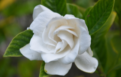 梔子花的花語 梔子花花語的意義